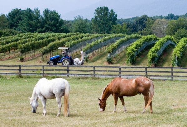 horses by vineyard